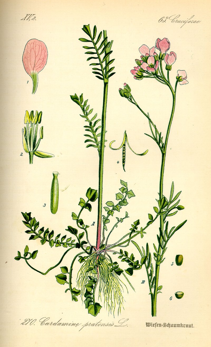 Cuckoo Flower photo 8