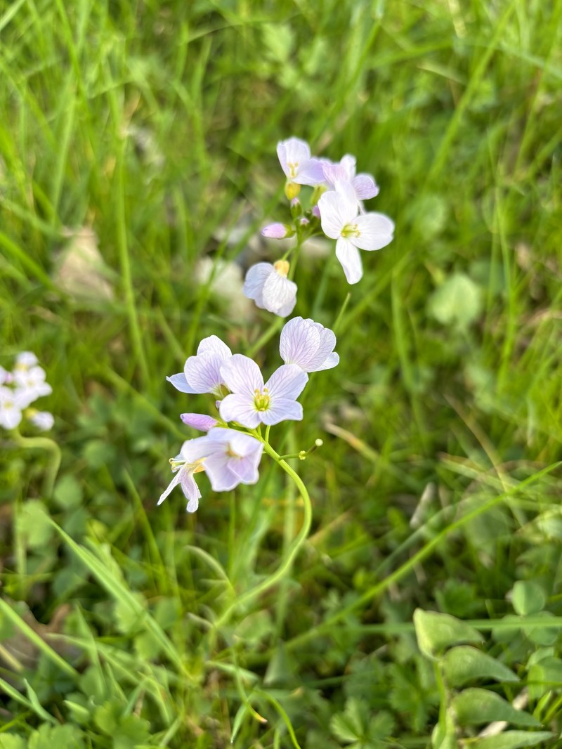 Cardamine pratensis subsp. picra