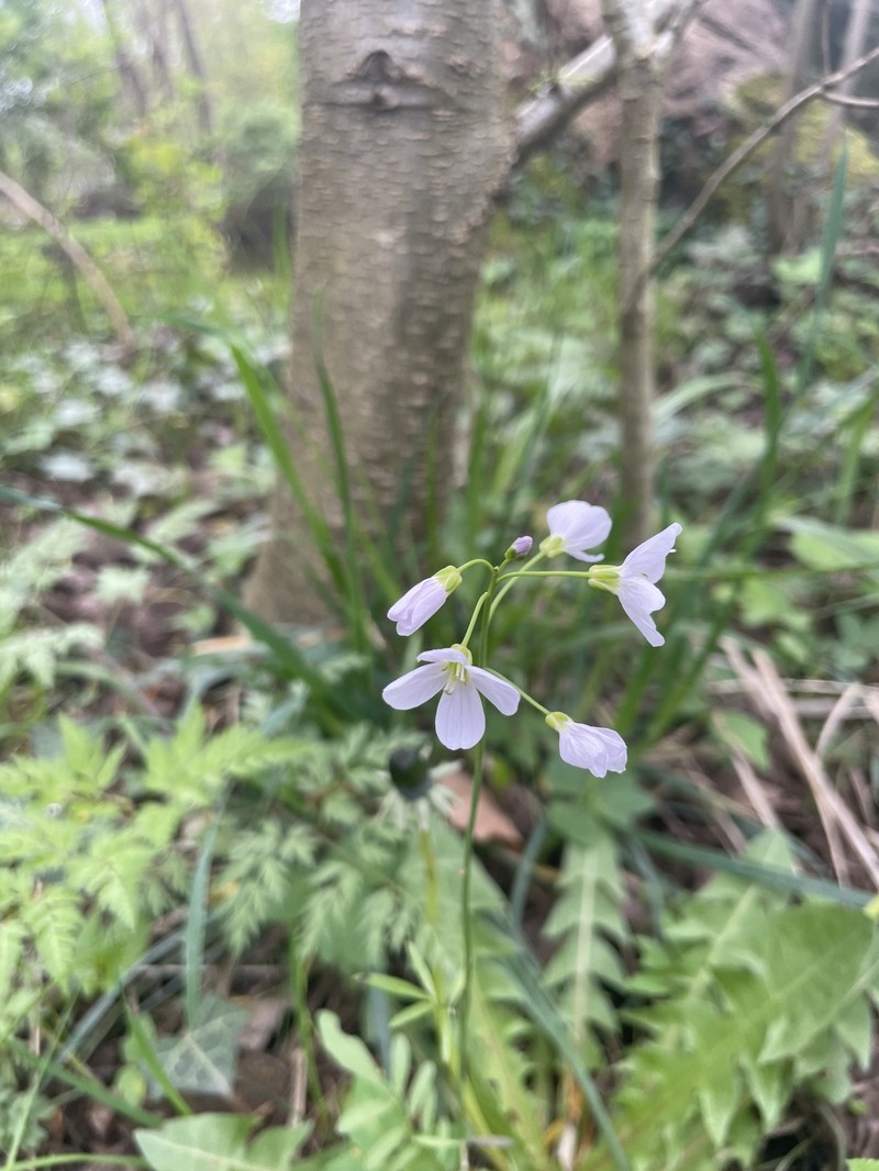 Cardamine pratensis subsp. picra photo 2