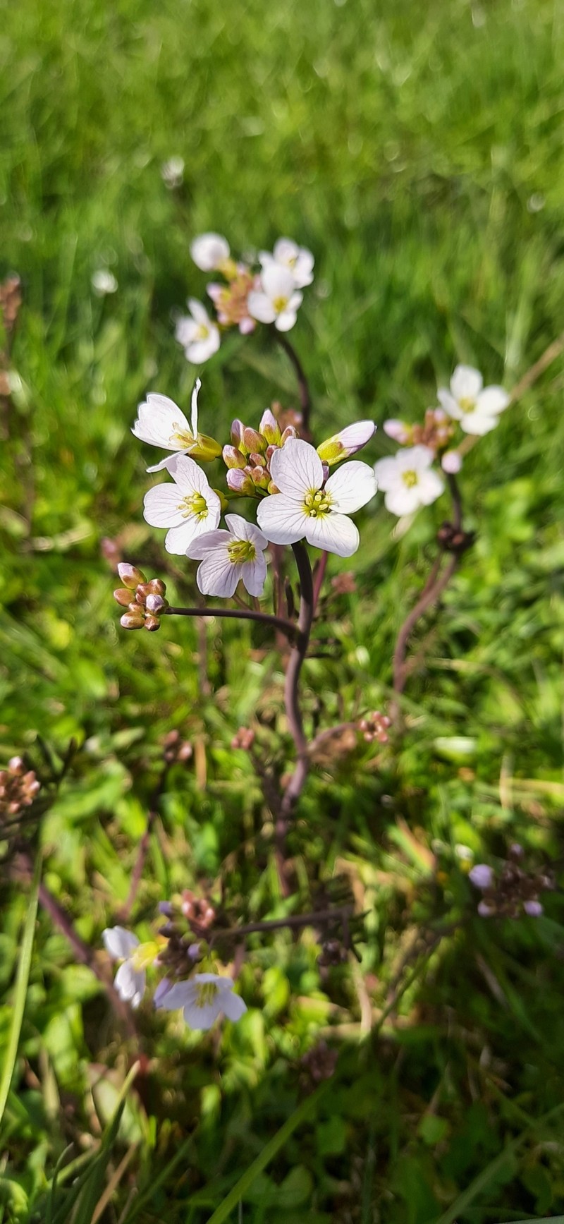 Cardamine pratensis subsp. picra photo 3