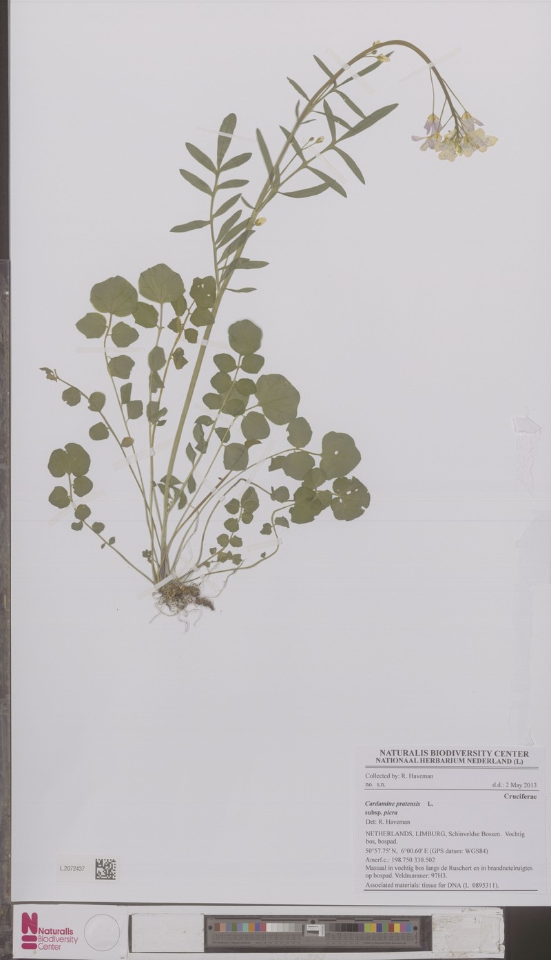 Cardamine pratensis subsp. picra photo 4