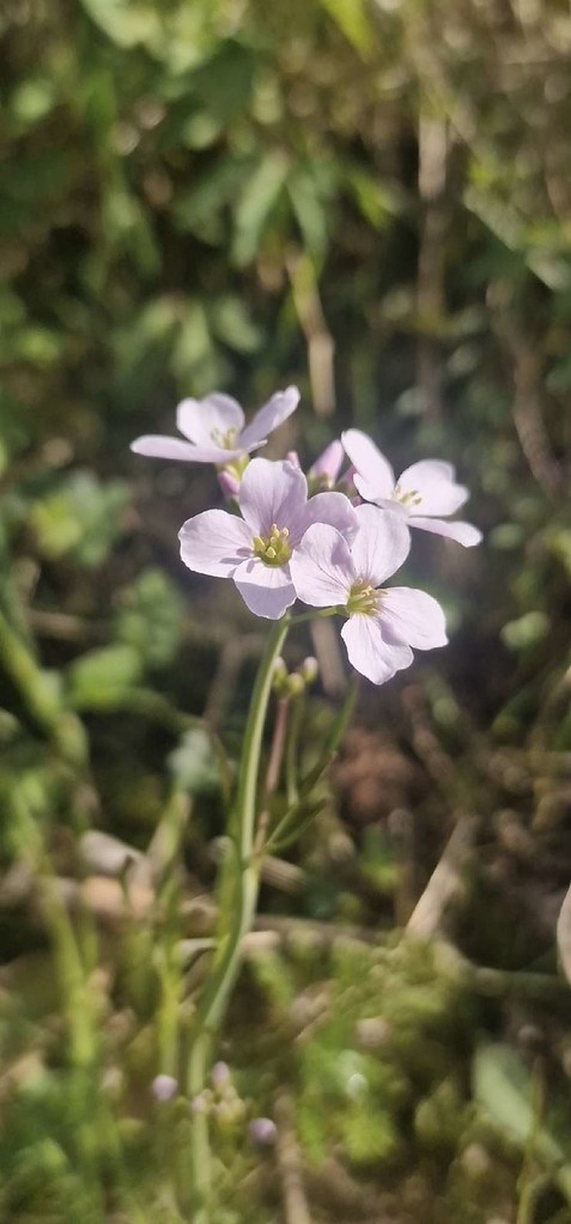 Cardamine pratensis subsp. pratensis