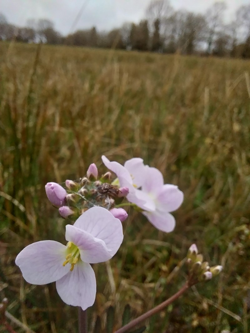 Cardamine pratensis subsp. pratensis photo 2