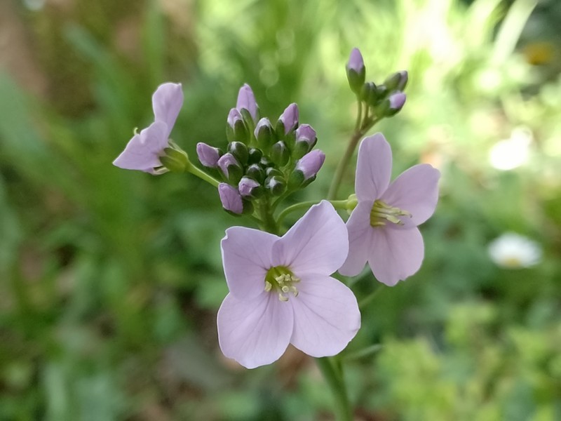 Cardamine pratensis subsp. pratensis photo 3