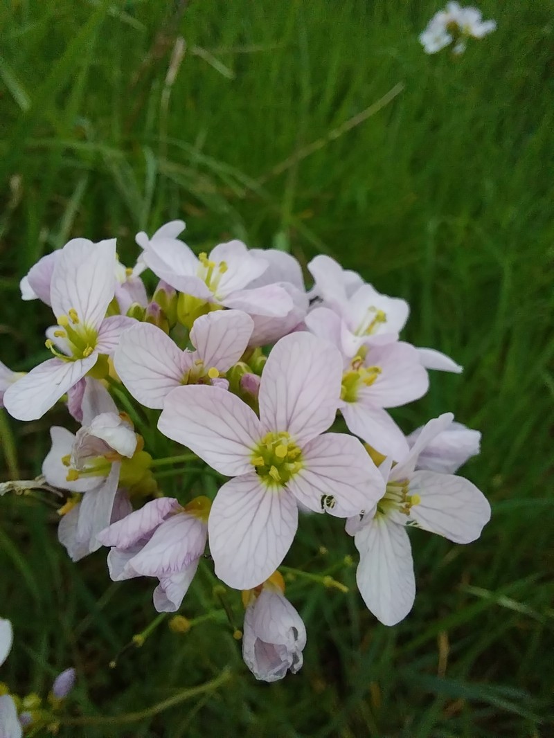 Cardamine pratensis subsp. pratensis photo 4