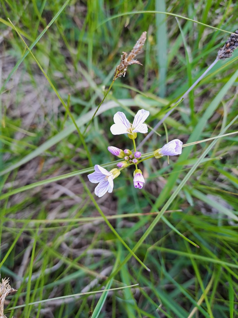 Cardamine pratensis subsp. pratensis photo 5