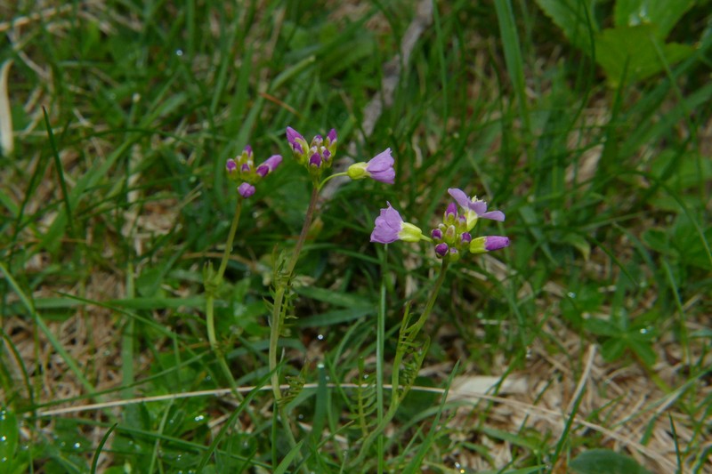 Cardamine pratensis subsp. rivularis photo 2
