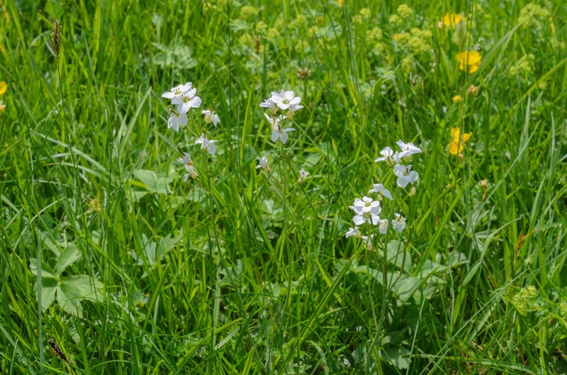 Cardamine pratensis subsp. rivularis photo 3