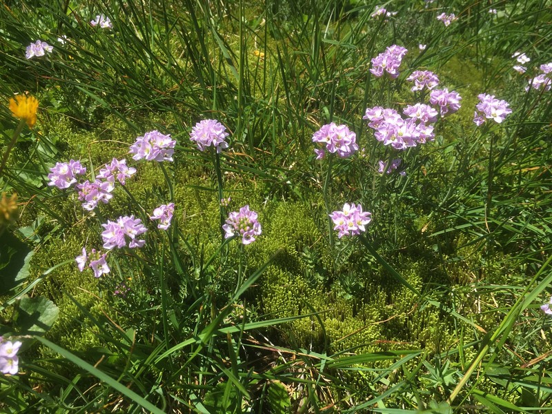 Cardamine pratensis subsp. rivularis photo 4
