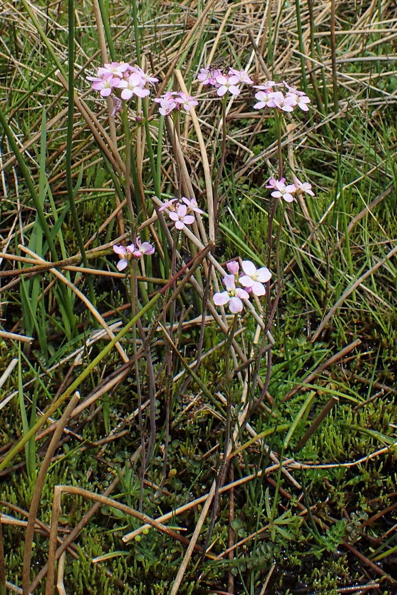 Cardamine pratensis subsp. rivularis
