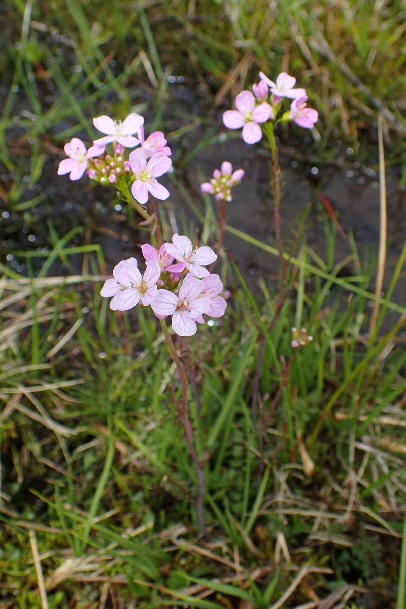 Cardamine pratensis subsp. rivularis photo 6