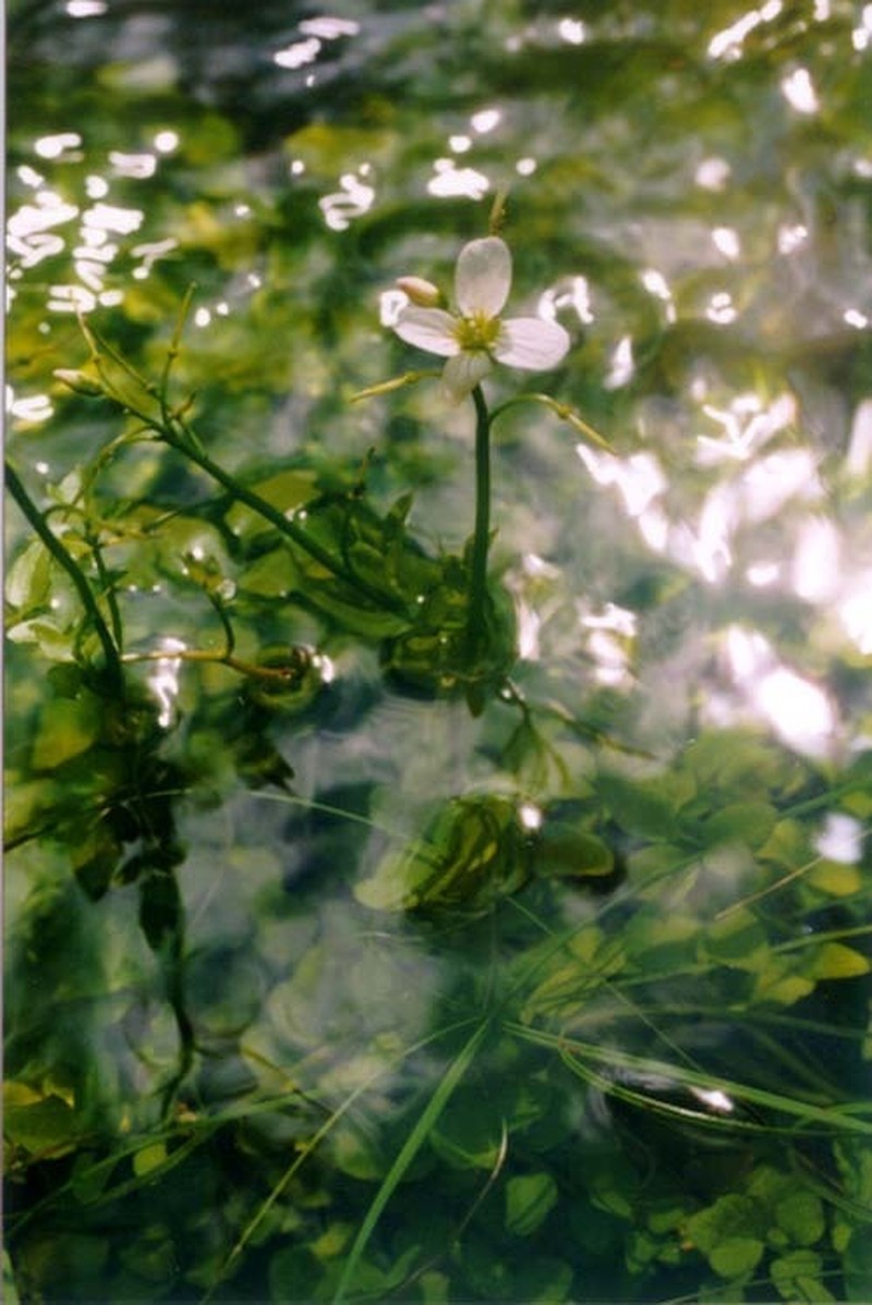 Cardamine prorepens photo 2