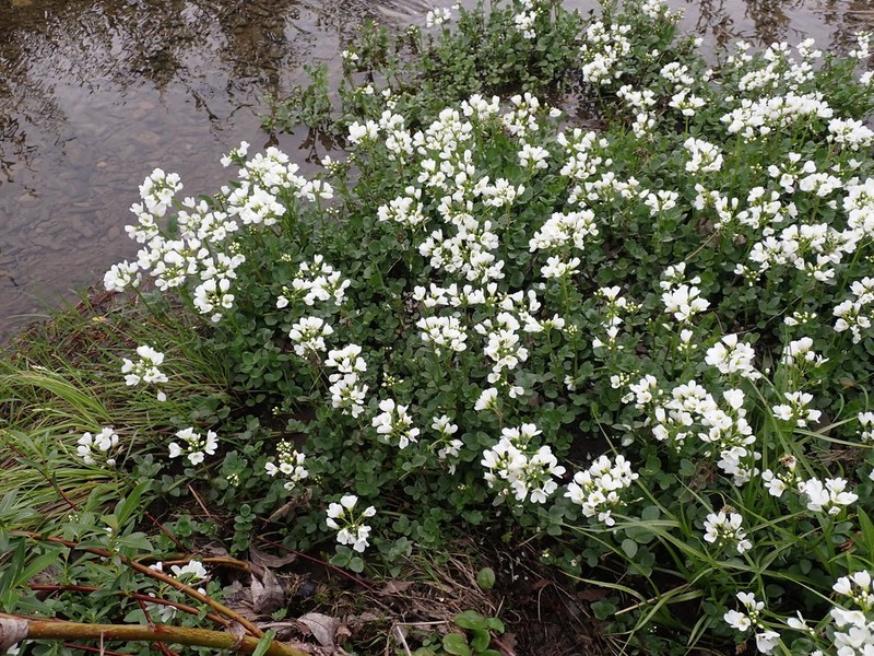 Cardamine prorepens photo 3