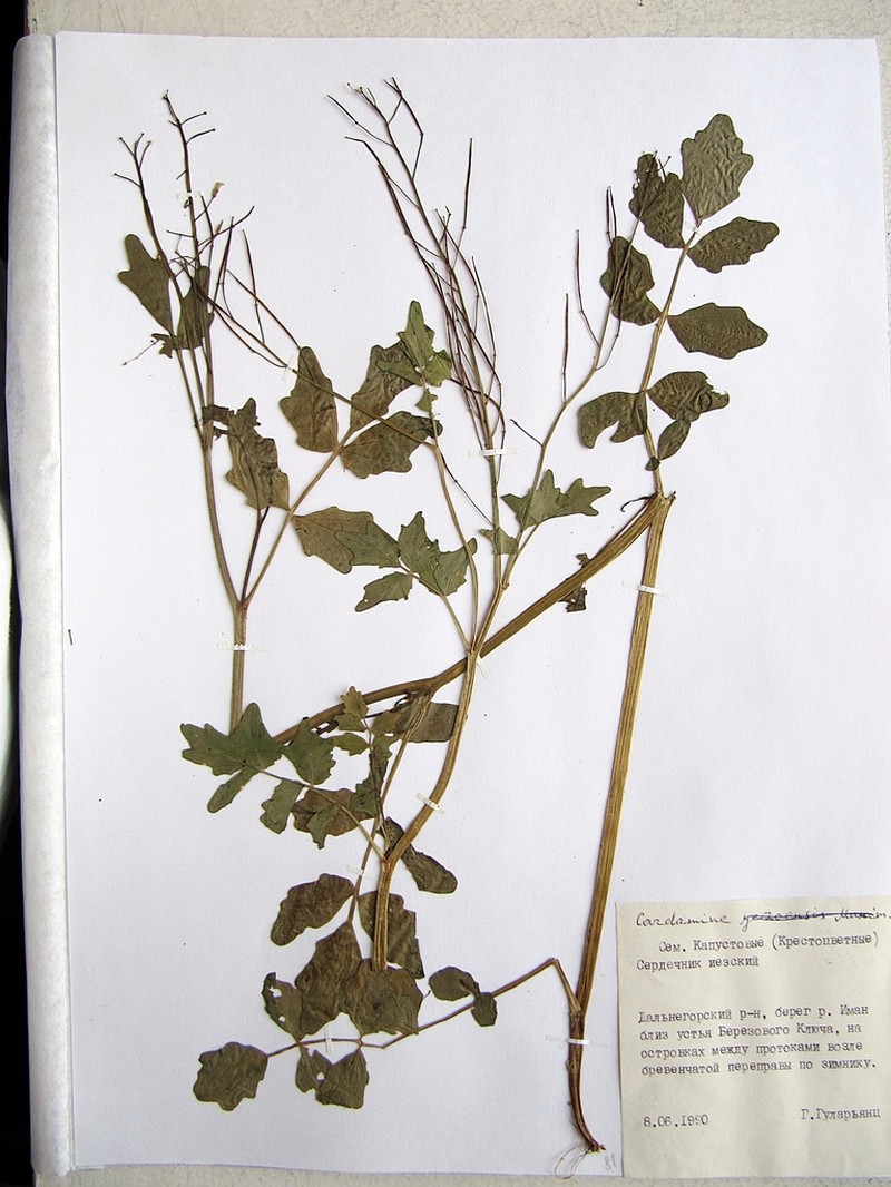 Cardamine prorepens photo 4