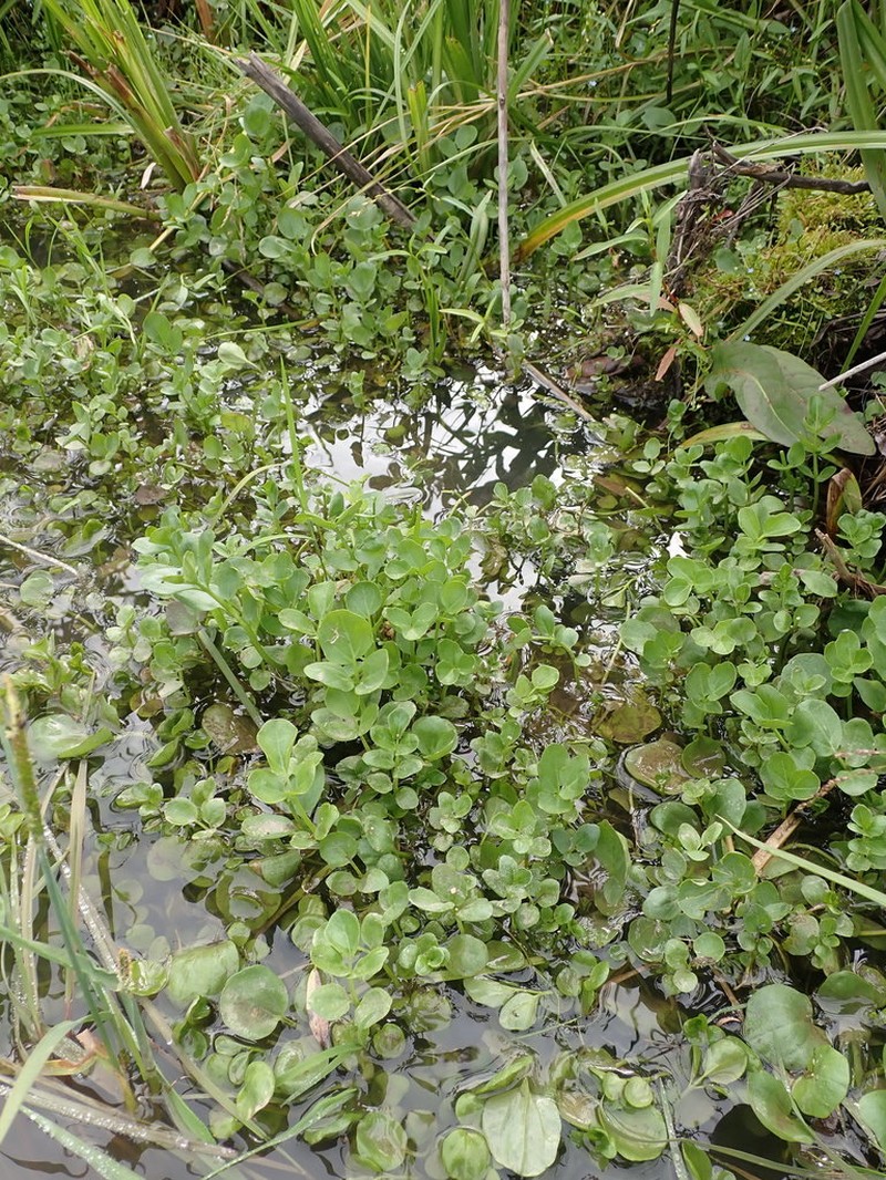 Cardamine prorepens photo 5