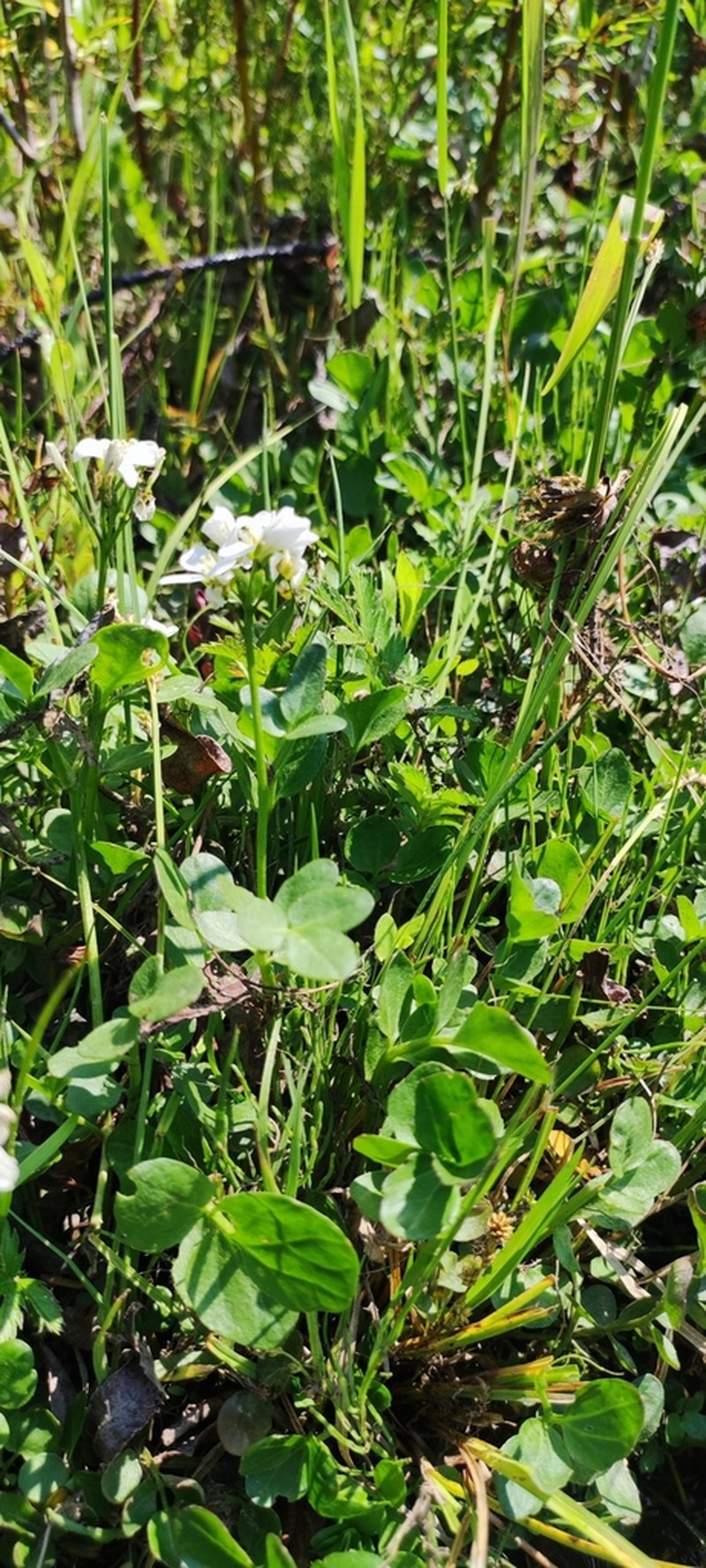 Cardamine prorepens photo 6
