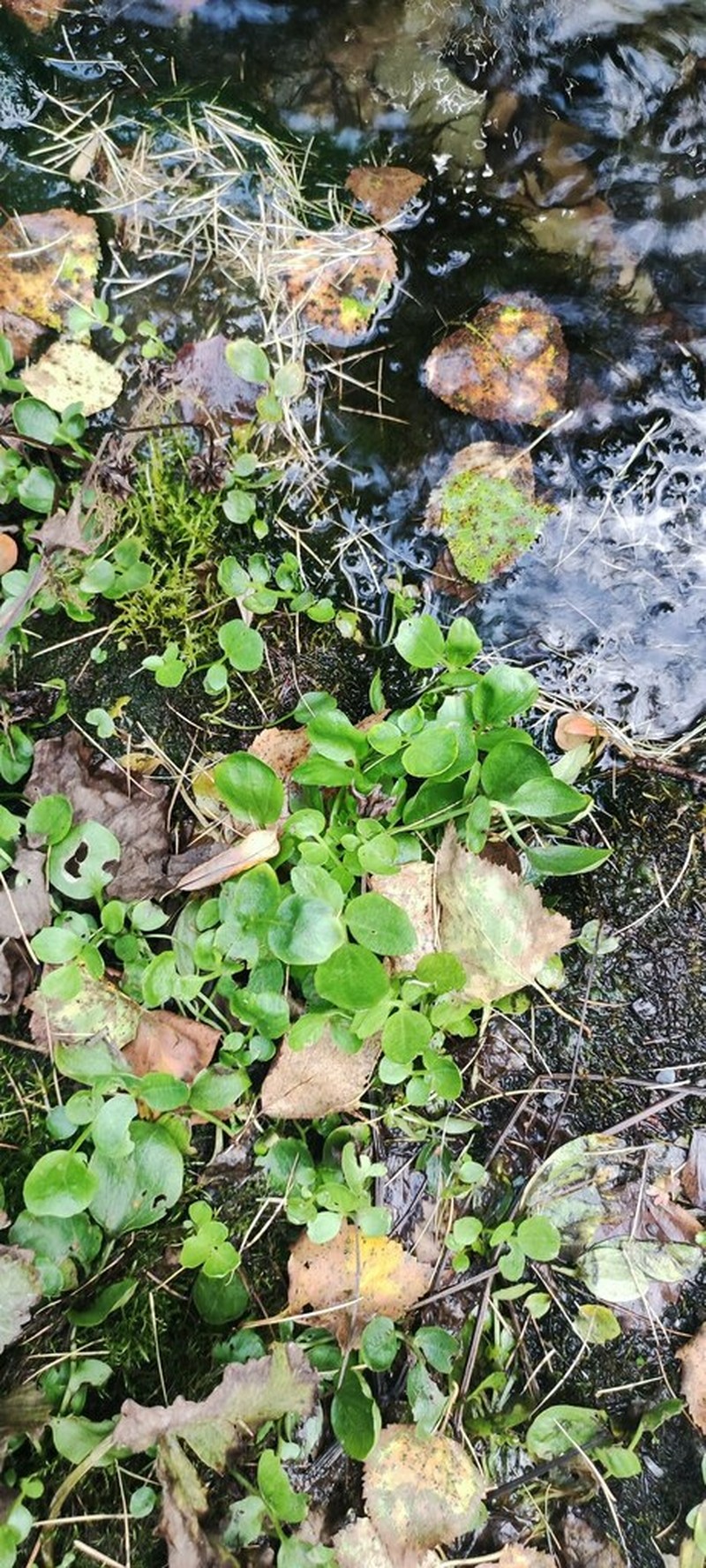 Cardamine prorepens photo 7