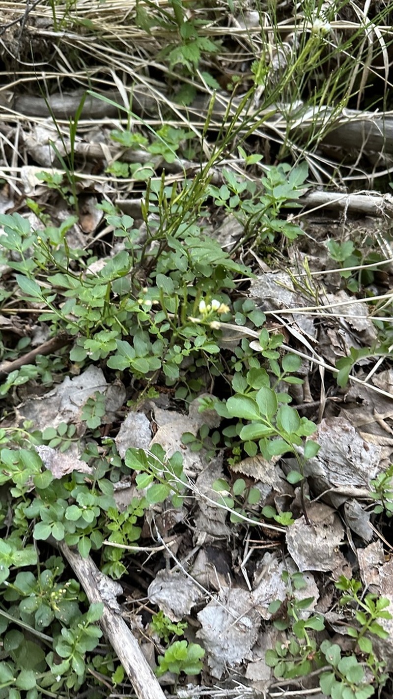 Cardamine prorepens photo 8