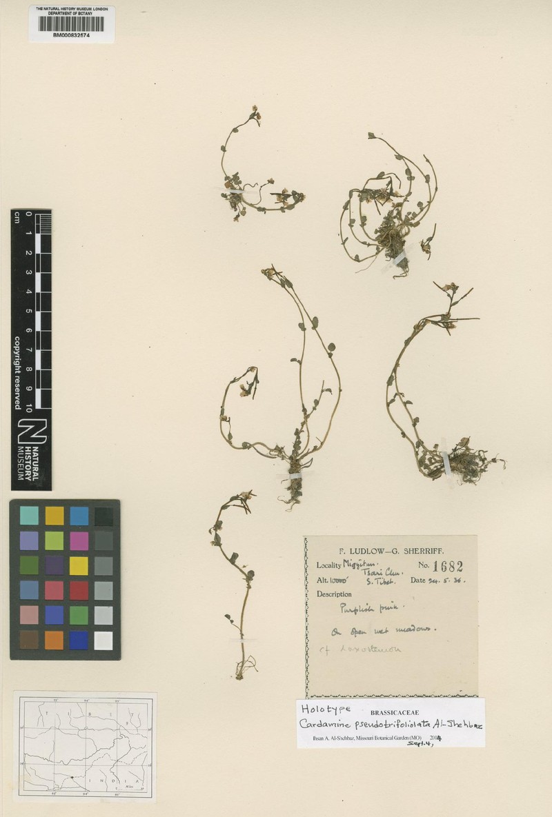 Cardamine pseudotrifoliolata