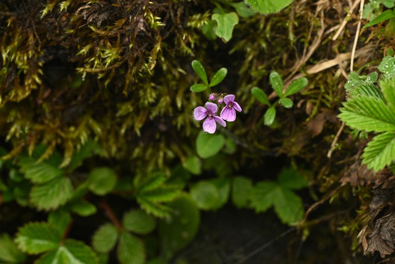 Cardamine pulchella