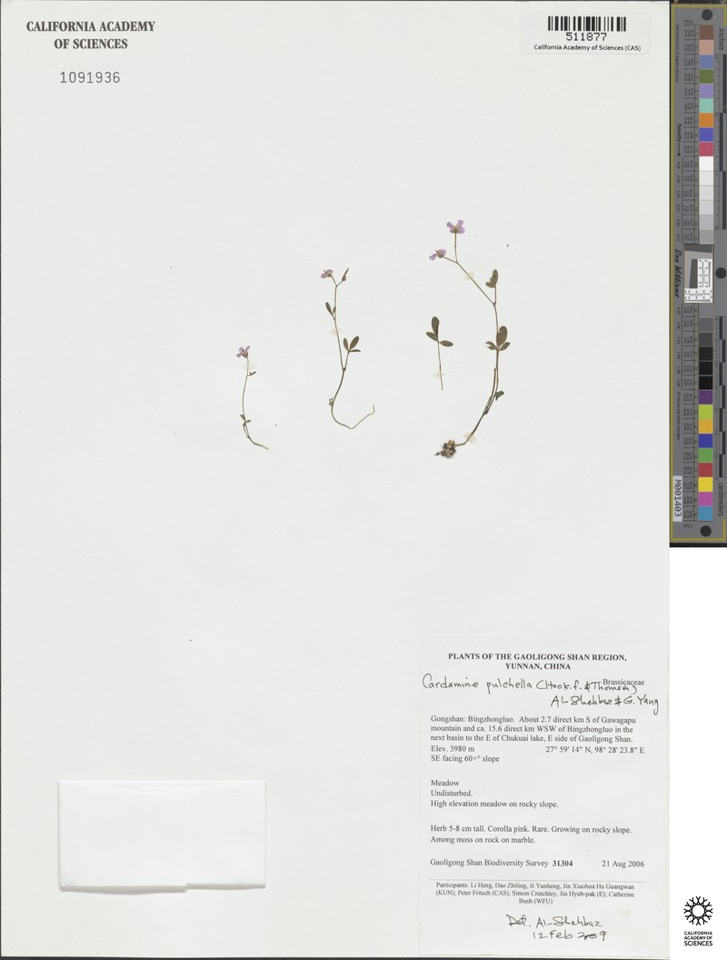 Cardamine pulchella photo 2