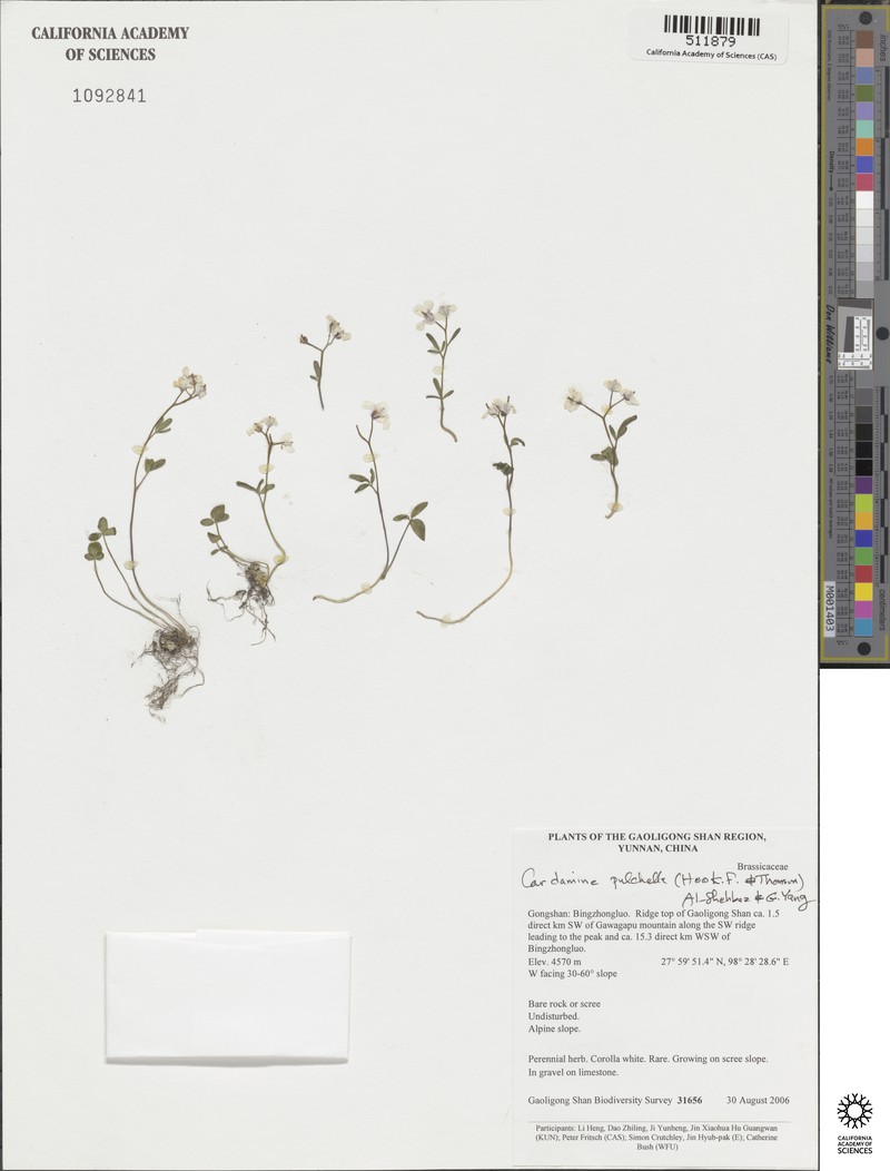 Cardamine pulchella photo 3