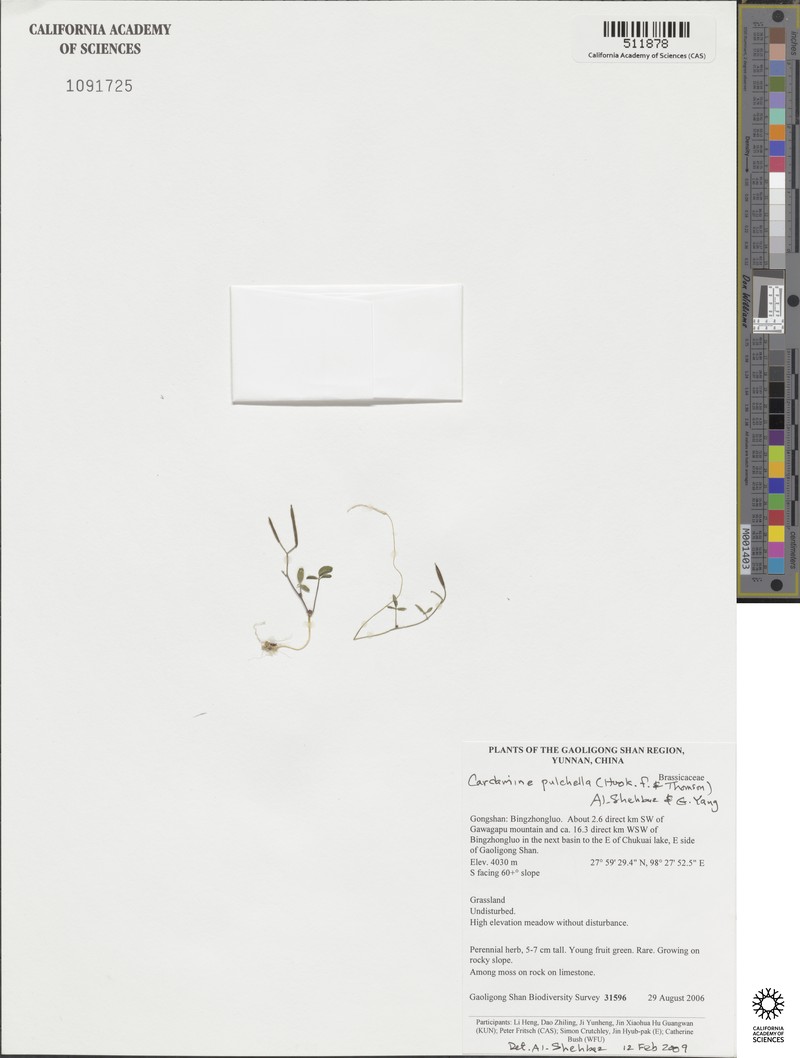 Cardamine pulchella photo 4