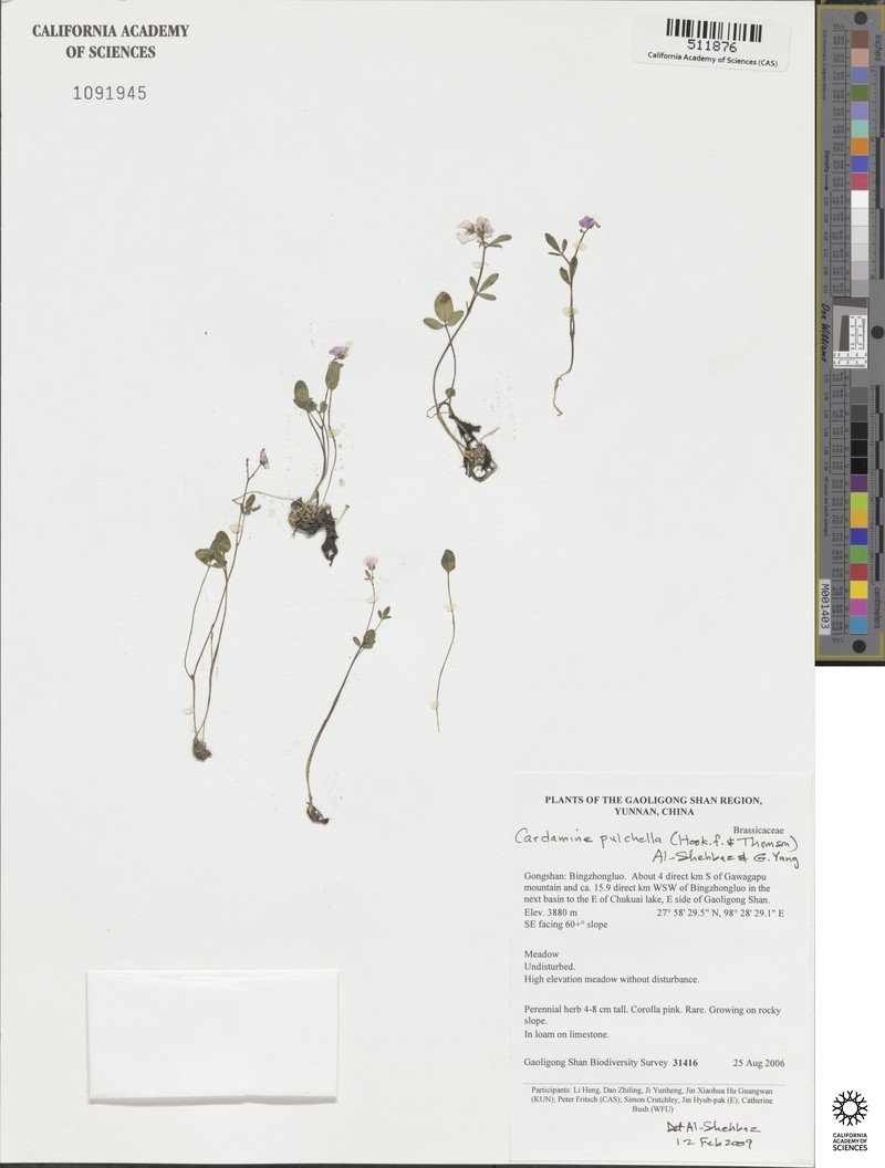 Cardamine pulchella photo 5