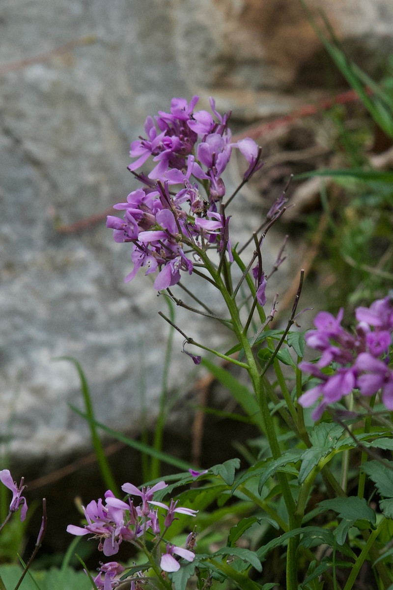 Cardamine purpurascens