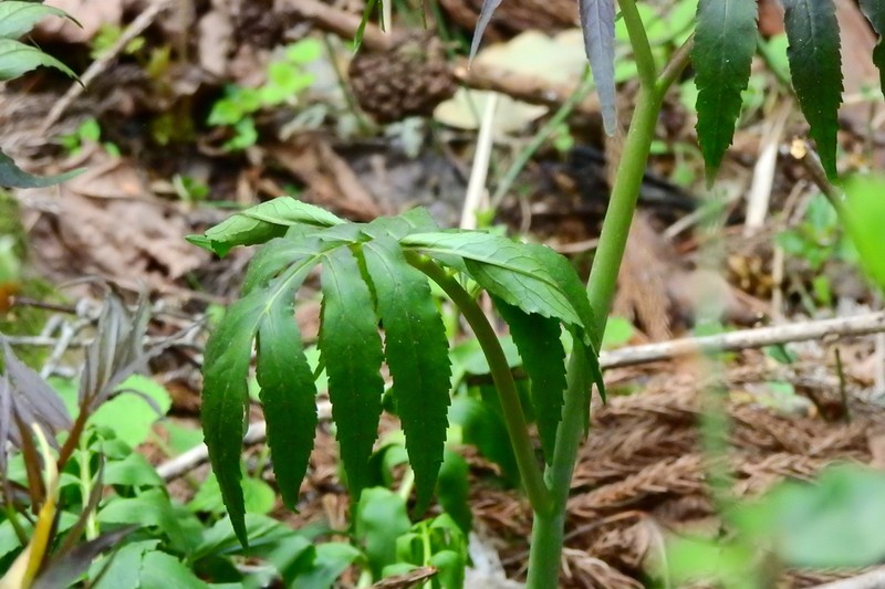 Cardamine purpurascens photo 2