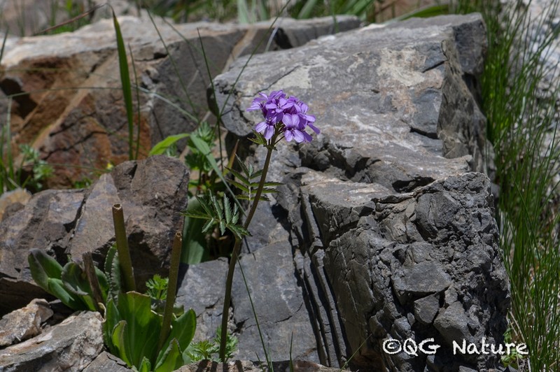 Cardamine purpurascens photo 3
