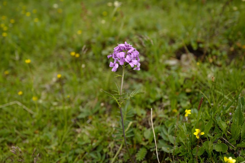 Cardamine purpurascens photo 4