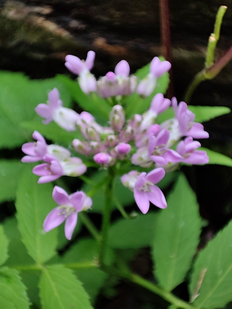 Cardamine purpurascens photo 5