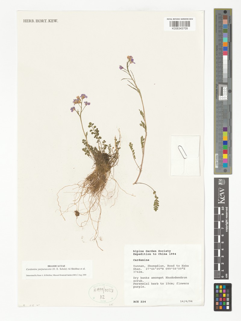 Cardamine purpurascens photo 6