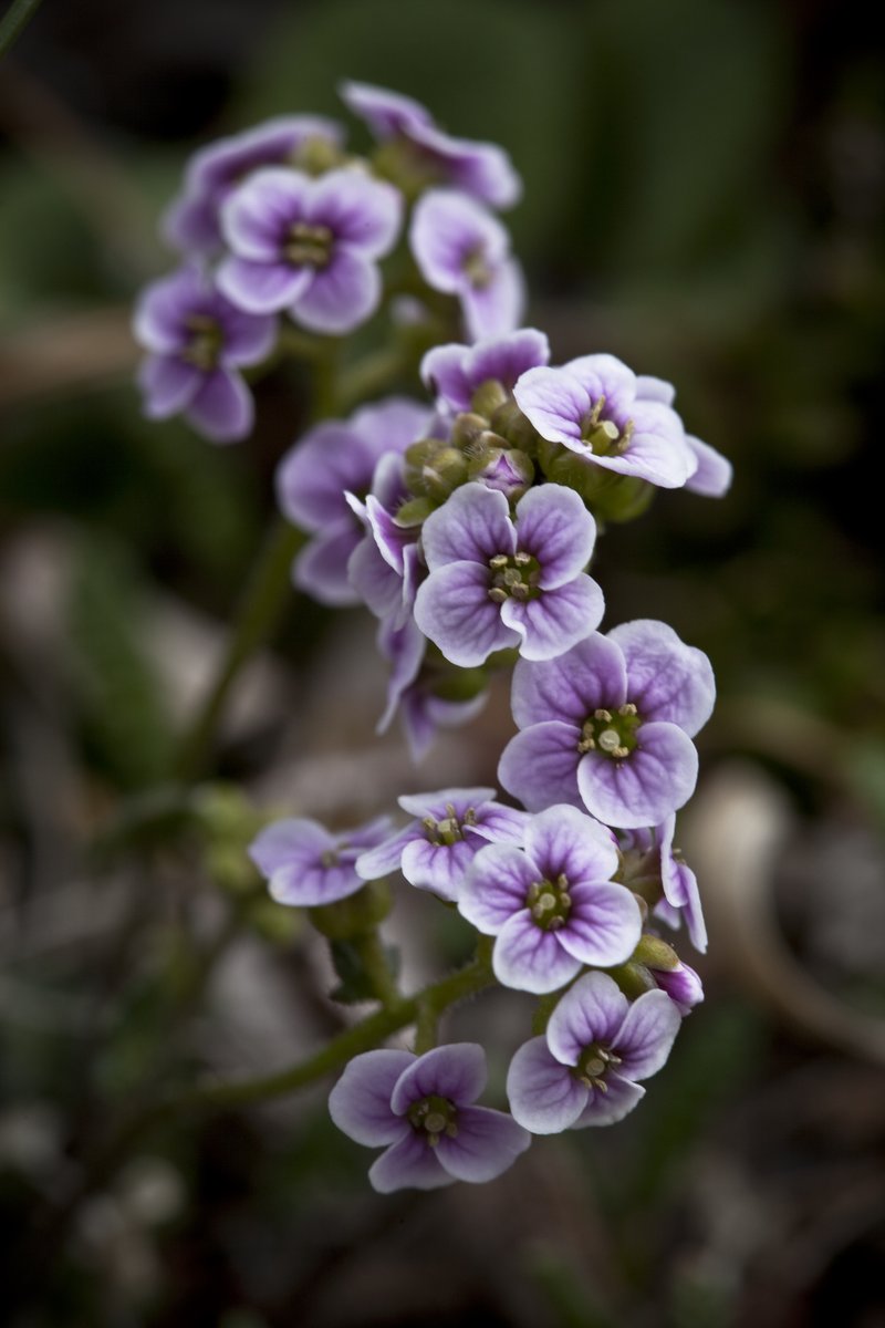 Purple Bittercress