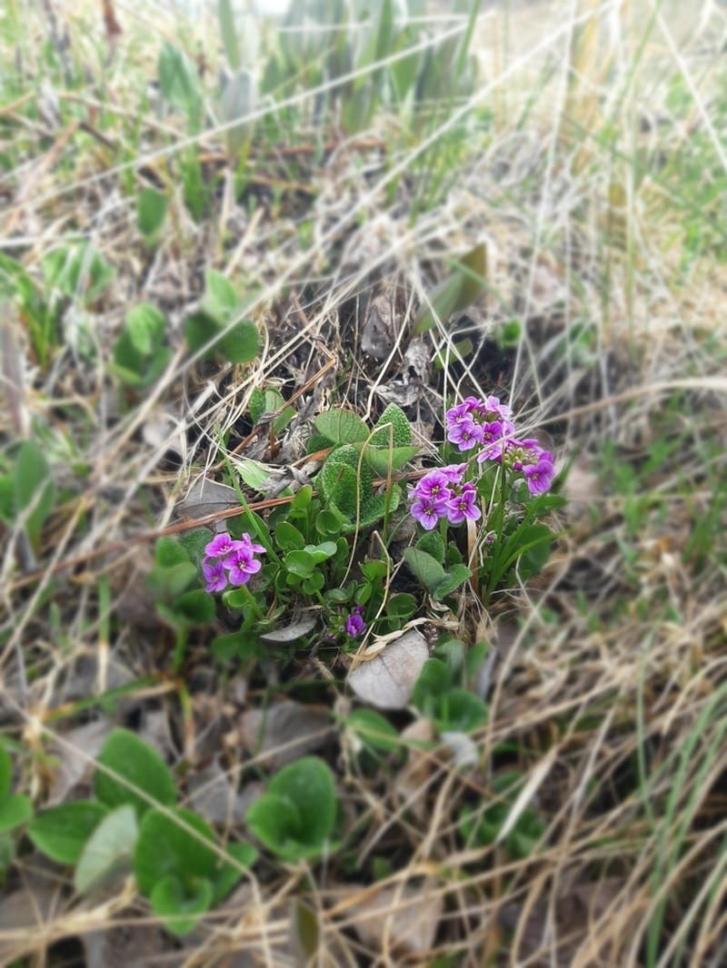 Purple Bittercress