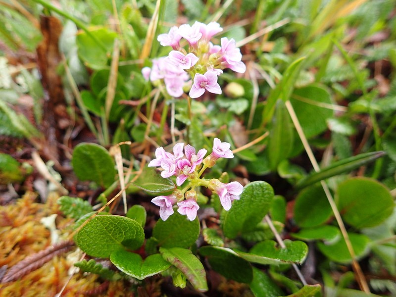 Purple Bittercress photo 2