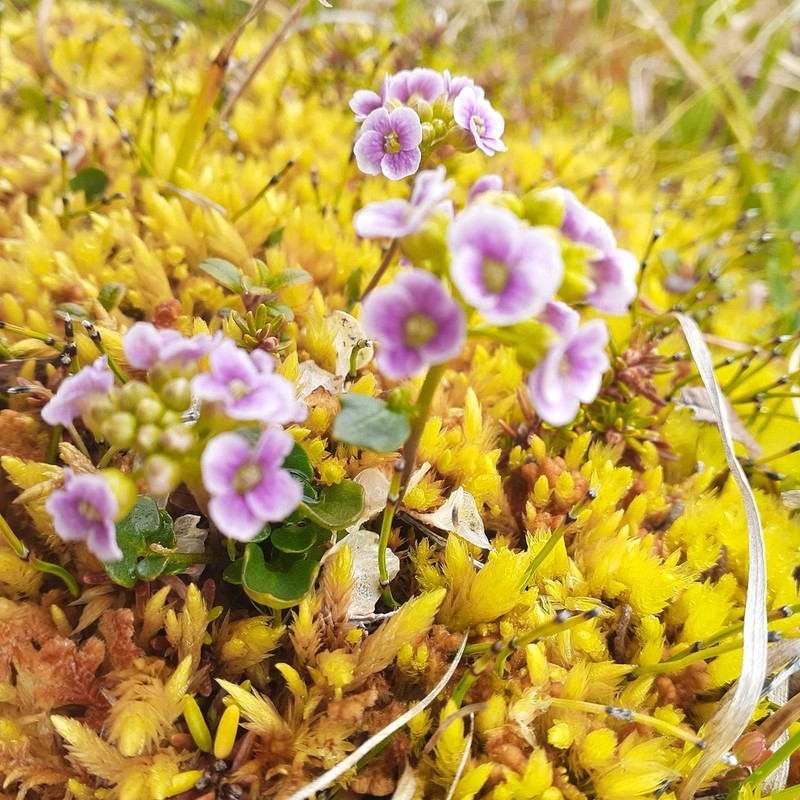 Purple Bittercress photo 4