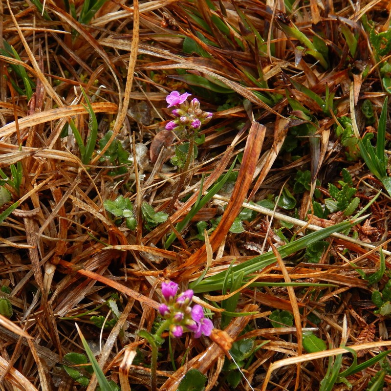Purple Bittercress photo 5