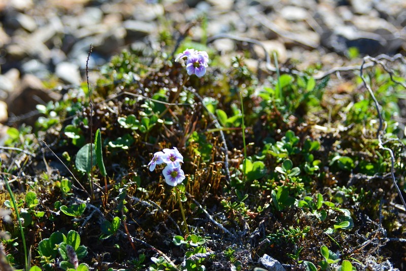 Purple Bittercress photo 6
