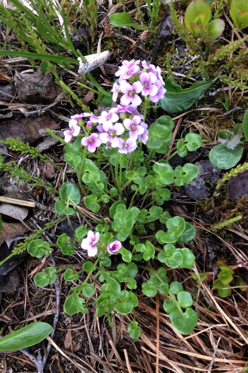Purple Bittercress photo 7
