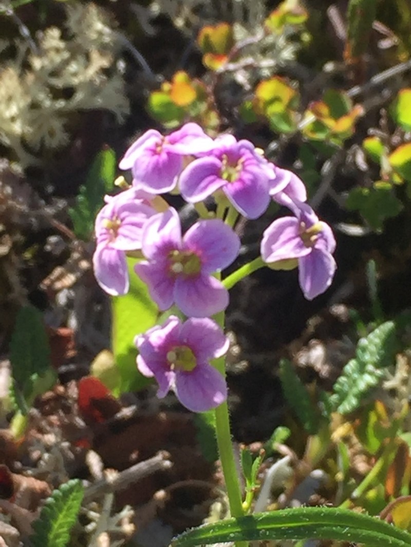 Purple Bittercress photo 8