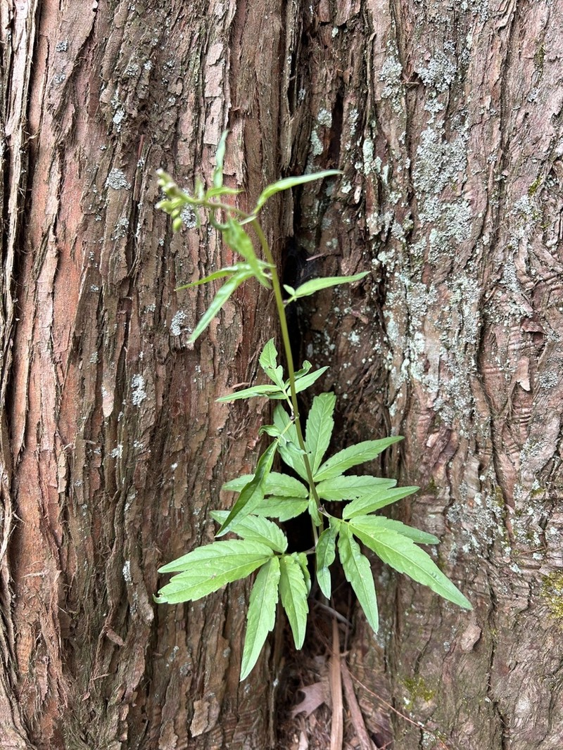 Cardamine quinquefolia