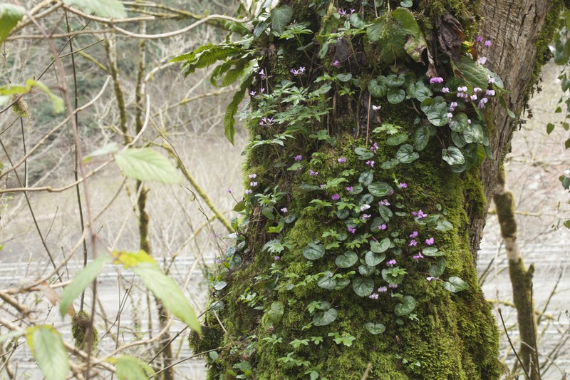 Cardamine quinquefolia photo 2