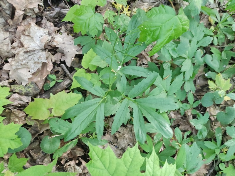 Cardamine quinquefolia photo 4