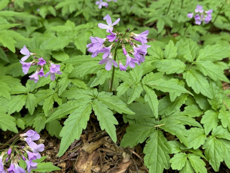 Cardamine quinquefolia photo 5