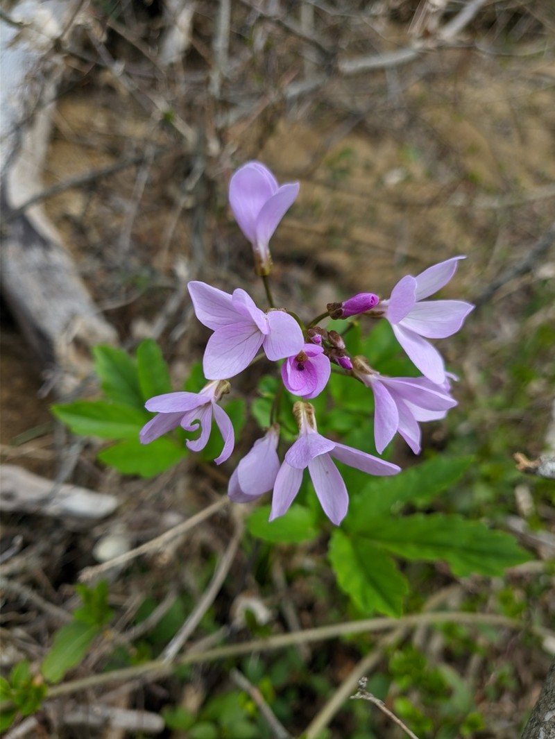 Cardamine quinquefolia photo 6