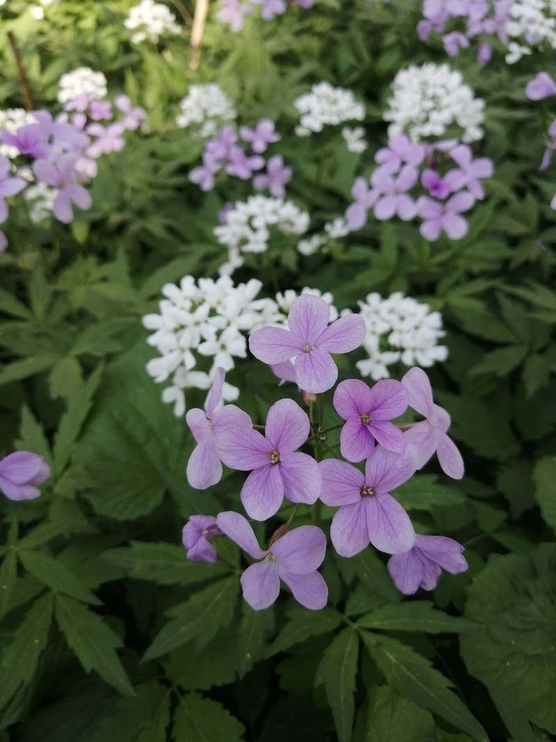 Cardamine quinquefolia photo 7