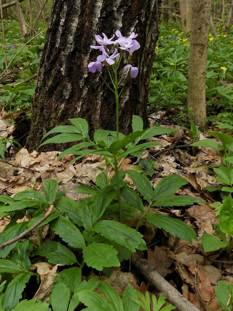 Cardamine quinquefolia photo 8