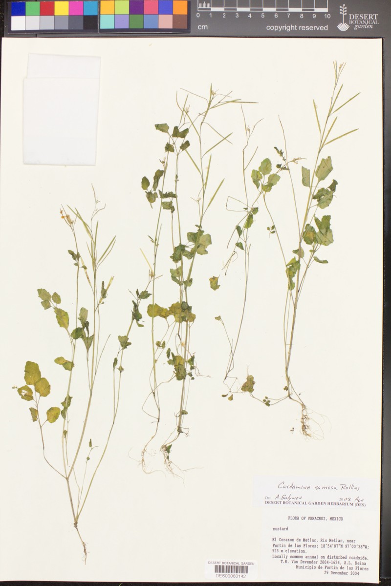 Cardamine ramosa